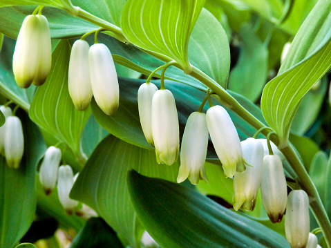 Close up of the hanging flowers of the Solomons Seal (Polygonatum multiflorum) also known as King Solomons-seal