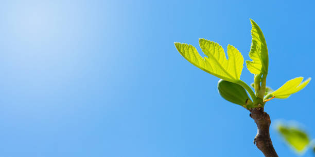 Fig tree sprouts and green figs in spring sunny weather, close-up blurred background, place for text.