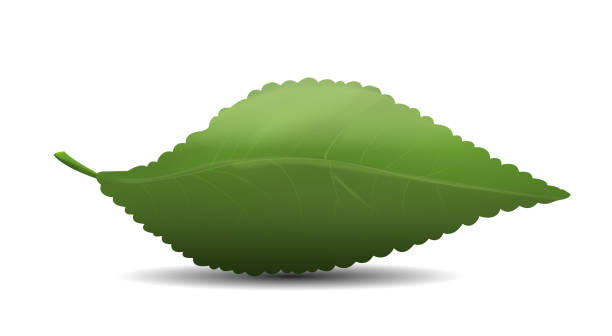 One. Leave Vector Single Green Leaf Vector