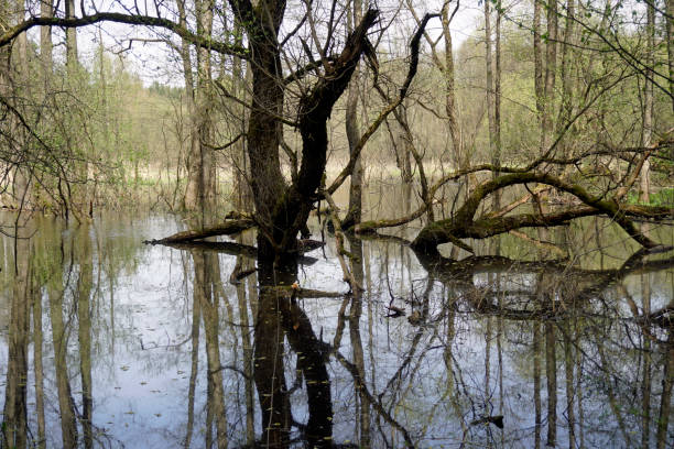 istock Nice spring day in May. In the floodplain of the river. Scenery. 1487148741