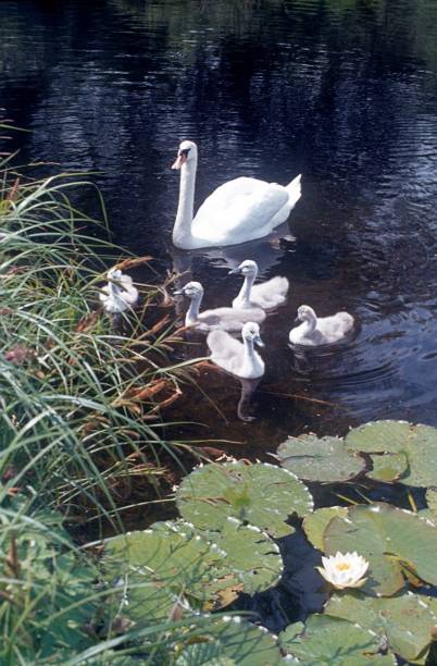 łabędź z potomstwem na zbiorniku wodnym - swan white grass park zdjęcia i obrazy z banku zdjęć