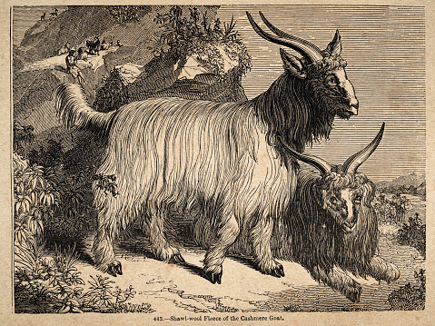 Vintage illustration, Shawl wool fleece of the Cashmere goat, Victorian 19th Century