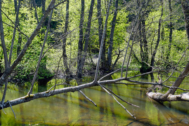 istock Nice spring day in May. In the floodplain of the river. Scenery. 1487150273