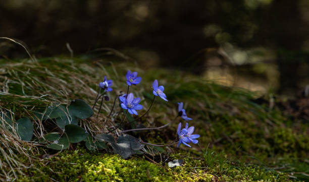 istock flowering Anemone hepatica blooms in a forest 1487150364