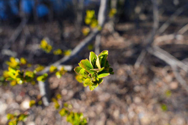 Tree plant flower green buds spring leaves forest