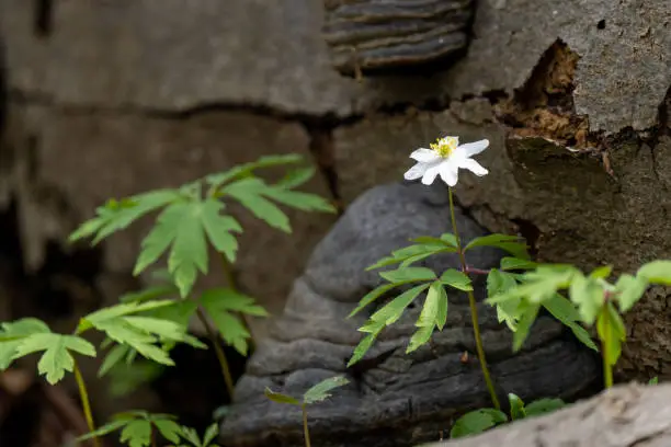 the wood anemone is an early-spring flowering plant