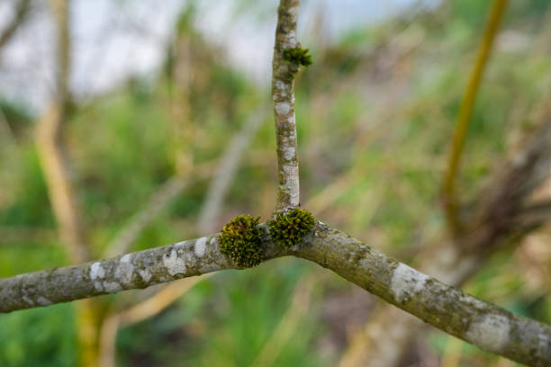 Tree plant flower green buds spring leaves forest