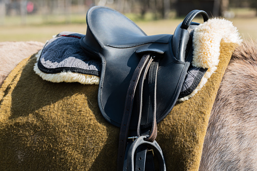 Black saddle on the gray horse back