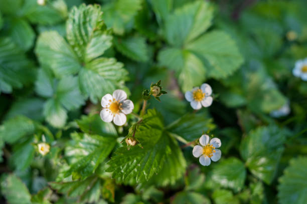 istock Tree plant flower green buds spring leaves forest 1487152217