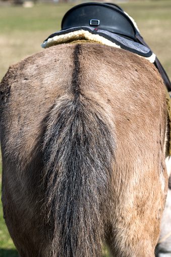 View of horse tail, close up. Black saddle on the gray horse back.