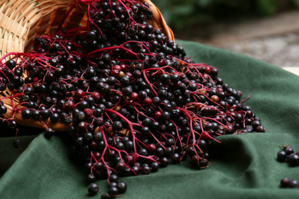 istock Tasty elderberries (Sambucus) on dark green cloth, closeup 1487153762