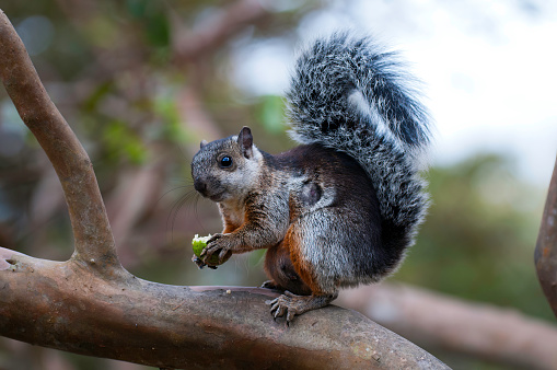 variegated squirrel (Sciurus variegatoides) eating a fruit  in a forest in Costa Rica