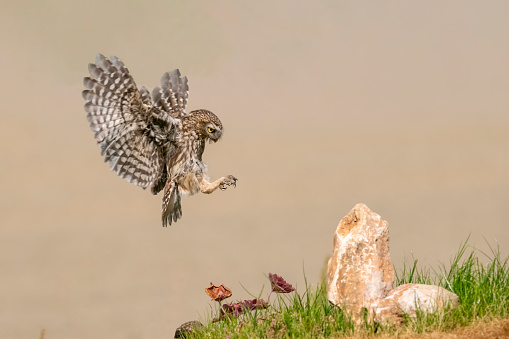 little owl landing on a rock with brown backhround
