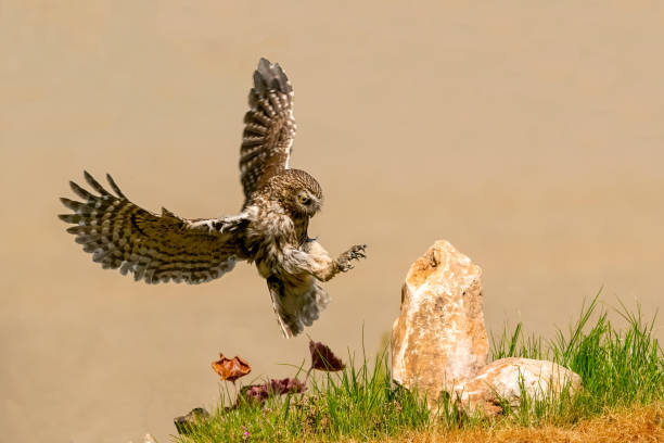 istock little owl landing on a rock with brown backhround 1487158702
