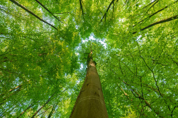 istock Springtime forest with setting sun shining through leaves and branches. Nature, forestry, habitat, environment and sustainability concepts 1487161229
