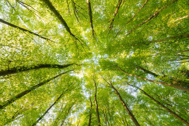 istock Springtime forest with setting sun shining through leaves and branches. Nature, forestry, habitat, environment and sustainability concepts 1487161269