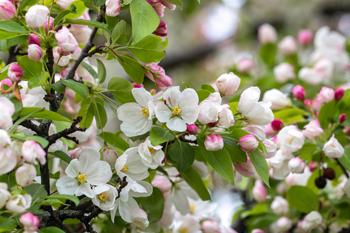 Apple tree blossom with white flowers blooming in springtime