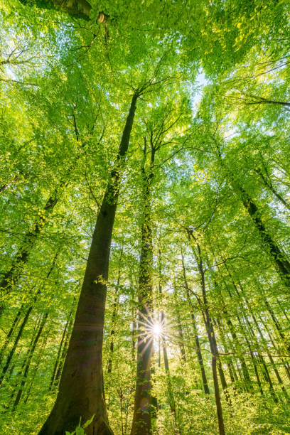 istock Springtime forest with setting sun shining through leaves and branches. Nature, forestry, habitat, environment and sustainability concepts 1487161431