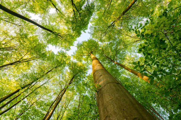 istock Springtime forest with setting sun shining through leaves and branches. Nature, forestry, habitat, environment and sustainability concepts 1487161478