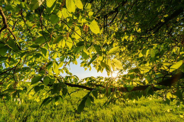 istock Green foliage and tree in forest with sun light spring. Farming concept on plant forest and environment day organic building sunshine on leaf herb. 1487161687