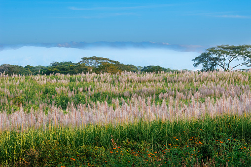 Field of tropical sugar cane, ready for harvesting.

Taken in El Salvador, Central America