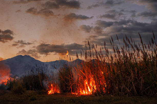 istock Central America Sugar Cane Field on Fire 1487162082
