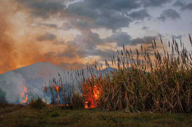 istock Central America Sugar Cane Field on Fire 1487162091