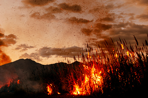 istock Central America Sugar Cane Field on Fire 1487162098