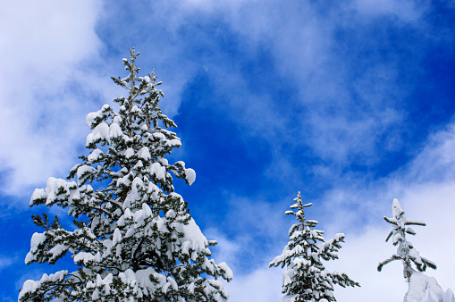 Low angle view of tall pine trees covered with snow after a recent storm had just passed through the area, with residual snow still in the air.\n\nTaken in Bear Valley, California, USA.