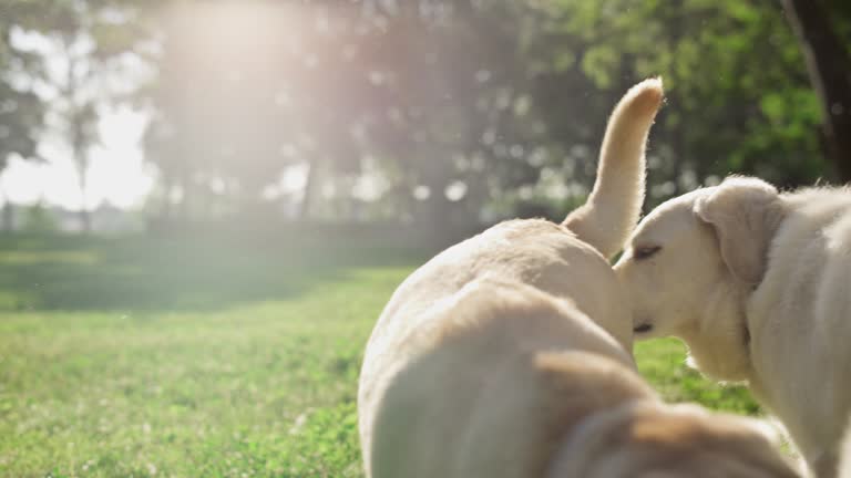 Two adorable cute dogs meet in park. Curios pets sniff each other making friends