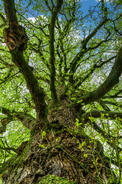 istock The trunk of old oak tree view to the sky 1487163313