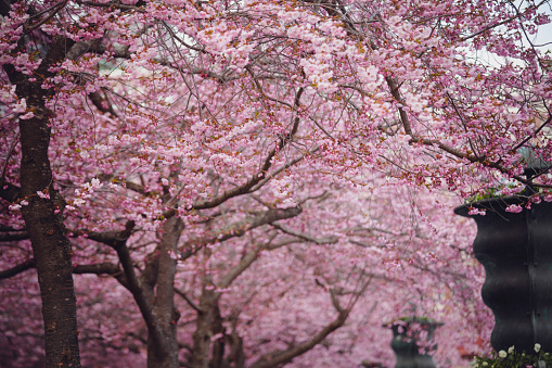 Sakura of Sumida Park. Shooting Location: Yokohama-city kanagawa prefecture