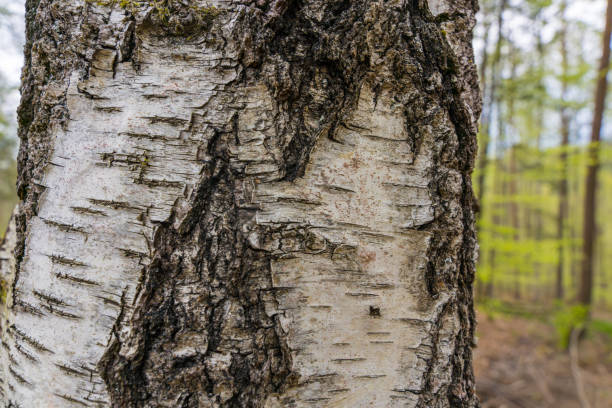 istock pattern of birch bark with black birch stripes on white birch bark and with wooden birch bark texture close-up isolated on white background 1487163380