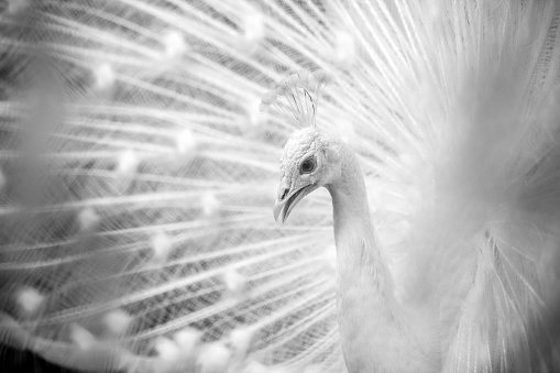 Closeup white peacock, black and white, background with copy space, full frame horizontal composition