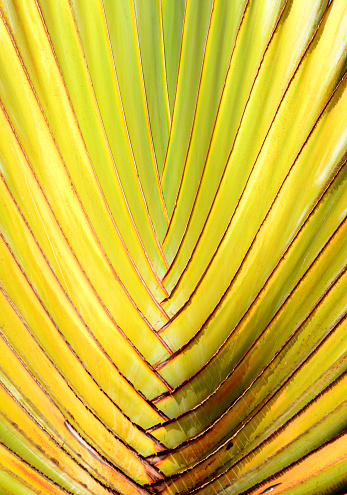 Bissau, Guinea-Bissau: Traveler's palm / Ravenala madagascariensis - foliar fan - geometric imbricated pattern of the leaf base / tree trunk. Plant species of the genus Ravenala within the Strelitzia family. Perennial herb that reaches heights of 10 to 15 meters. It forms a palm-like trunk that does not become woody. Rainwater collects in the base of the leaves, which can be obtained by piercing the base of the leaf, which has given this plant species its name 'traveller's tree' as a water dispenser in times of need.