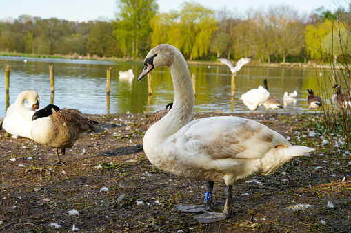 Goose swan ducks nature lake river water resting geese