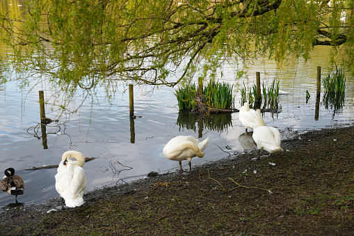 Goose swan ducks nature lake river water resting geese