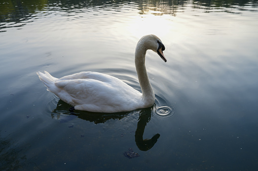 Goose swan ducks nature lake river water resting geese