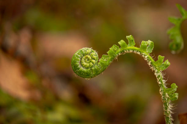 istock Fiddleheads before they unfurl to become lucious woodland ferns 1487167979