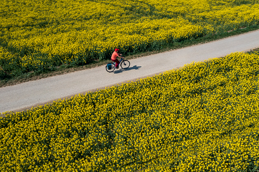 Aerial view of a woman cycling along the road between yellow rapeseed fields in spring.