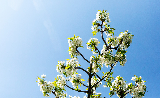 Branches of delicate white apple blossoms against a blue sky