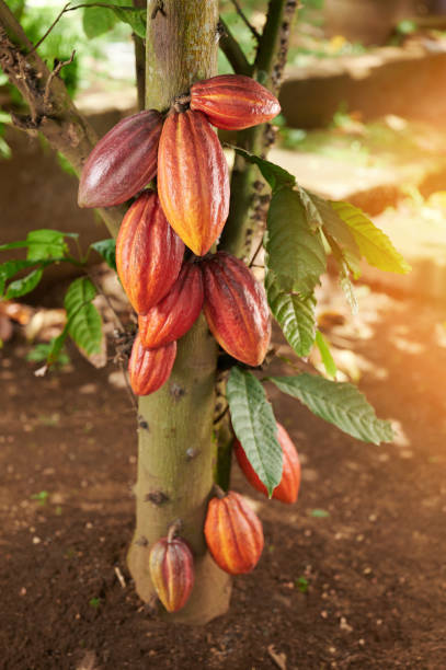 istock Clean orange brown color cocoa pod 1487168816