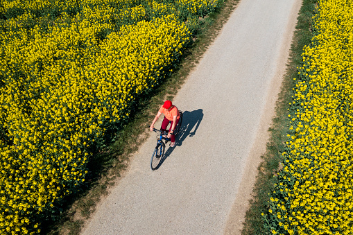 Aerial view of a woman cycling along the road between yellow rapeseed fields in spring.