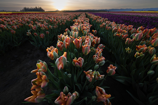 Beautiful multicolored tulip field at sunrise