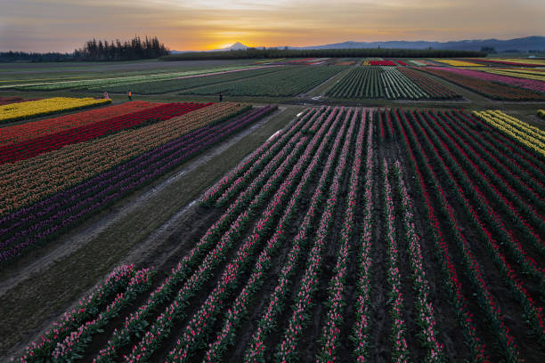 istock Tulip Field at Sunrise 1487168937