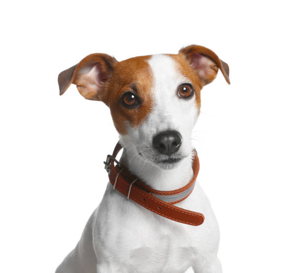 istock Adorable Jack Russell terrier with collar on white background 1487169168