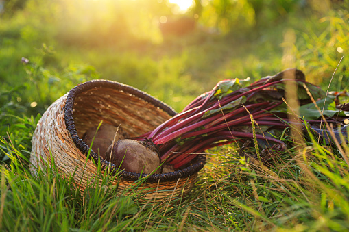 Fresh ripe beets in wicker basket on ground at farm