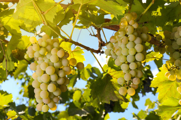 istock Tasty grapes growing in vineyard on sunny day 1487170261