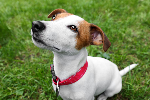 Beautiful Jack Russell Terrier in red dog collar outdoors