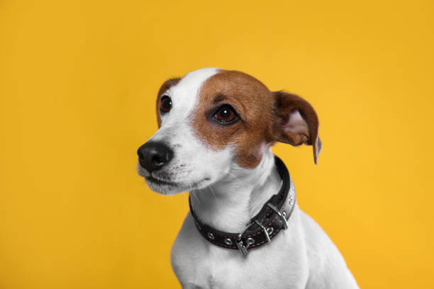 istock Adorable Jack Russell terrier with collar on yellow background 1487170312